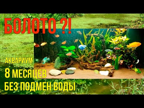 Что Будет с Аквариумом Без Подмен Воды?!