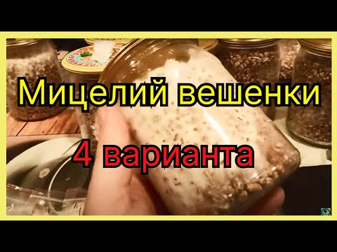 Мицелий вешенки в домашних условиях.  Четыре варианта выращивания и два вида вешенки.  Все просто.