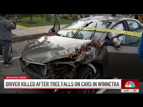 Driver narrowly escapes death after tree falls on 2 cars in Winnetka