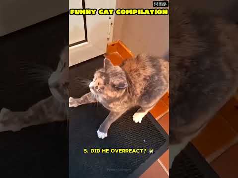 Try not to laugh! π #funny #animalvideos #cute #shorts