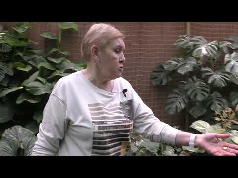 Прогулка по теплице с филодендронами.