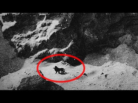 Believed Extinct Animals Still Alive Today