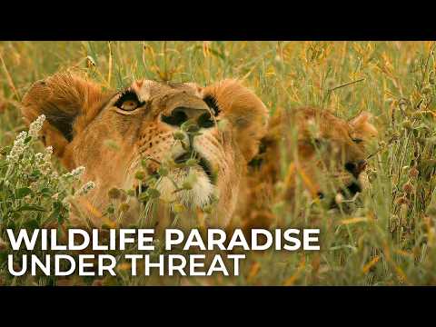 Serengeti Predators: Surviving the Scorched Dry Season