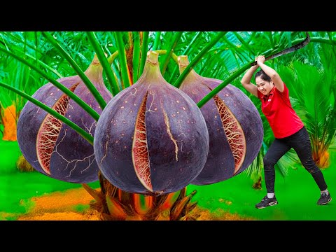Harvest 1000+ Giant Blood Fig & Go to Market Sell | Unbelievable giant fruit about explode in forest