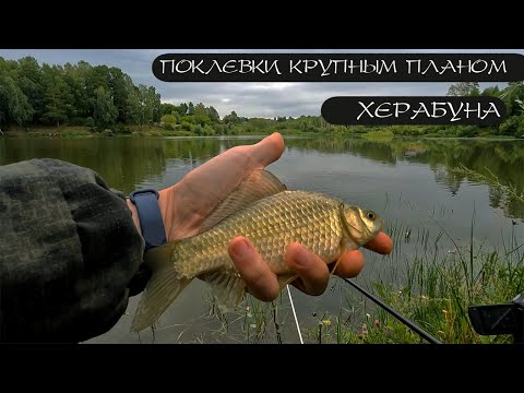 CARP BREAKS FISHING LINE! Crucian carp. Herabuna.