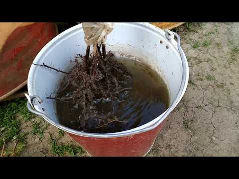 Посадка малины на маточный корень