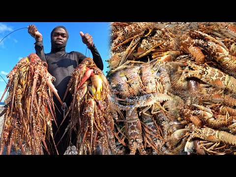 Spiny Lobster Invasion | My Biggest Lobster Catch in Christmas | 2 Days Spearfishing Adventure 