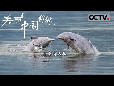 【ENG】中华白海豚、潮汕青草茶、百年榕树...... 到广东南澳岛体验海边阳光风情《美丽中国自然》广东南澳系列【CCTV纪录】