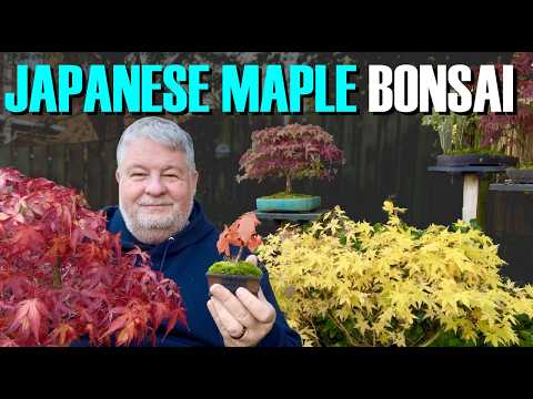 Developing Japanese Maple Bonsai (Made Easy)