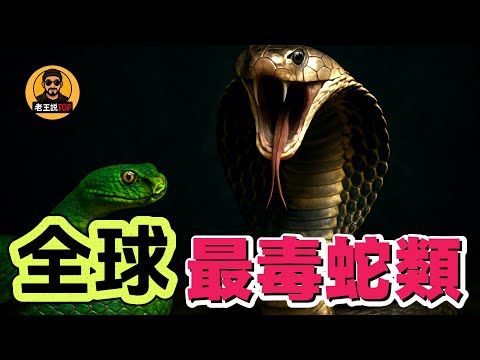 全球最毒蛇類TOP10！太攀蛇、黑曼巴誰最致命？｜老王說TOP