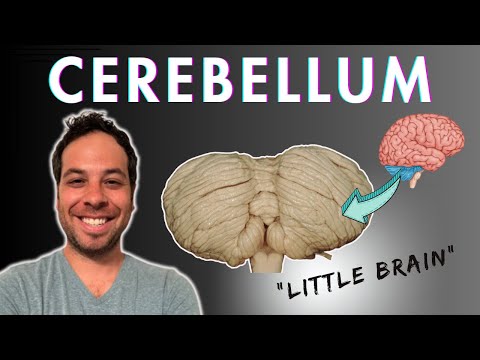The Cerebellum