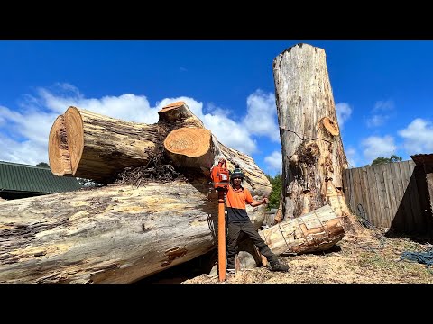 17yo VS 250yo Gum Tree Day 2