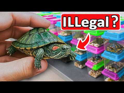I Rescued a Baby Turtle From an Illegal Animal Market
