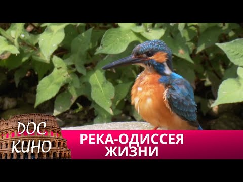 🎭 РЕКА - ОДИССЕЯ ЖИЗНИ🌎 ДОКУМЕНТАЛЬНОЕ КИНО 🎆 2013