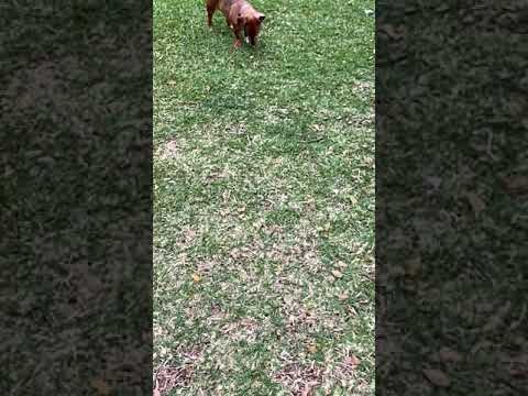 Can you catch the thief?