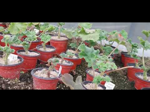 #Geranium #CuttingsFor the time being, I can't register new ones, so I'll divide #RussianGeranium...