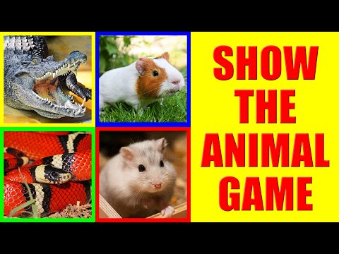 Show me the Rodents and Reptiles Game for Kids - Where is the animal?