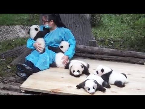 大熊猫的奶爸奶妈真这么好当嘛？饲养员必备技能你学会了吗？【龙门阵摆四川】