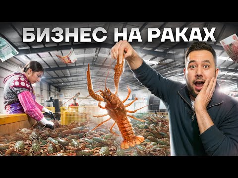 Самая большая акваферма австралийского рака. Разведение раков в УЗВ. Бизнес на раках