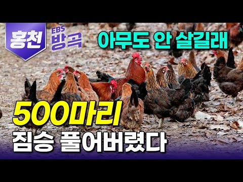 [강원 홍천] "아내는 싫다길래.." 나 혼자 닭 염소 끌고 산골짜기 들어와 살길 6년째, 아내가 찾아왔다｜100만 원짜리 오지 촌집에서 웃음 되찾은 남편｜#한국기행 #방방곡곡