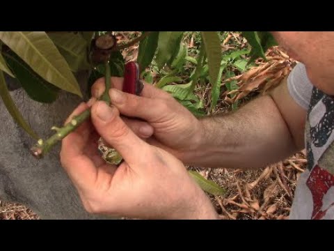 How To Graft Mangos