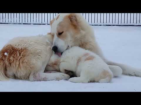 Младшая группа детсада на прогулке. Племпитомник САО и алабаев УСАДЬБА КАРХУЛА