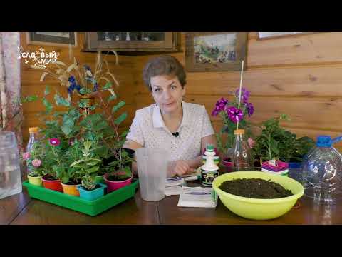 Фитоспорин - самая подробная инструкция.  Лучшее средство для ваших черенков - фитоспорин.