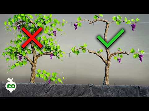 How to Prune Grapes The Right Way (COMPLETE GUIDE)