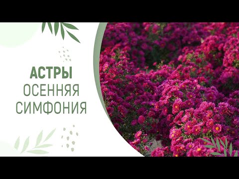 СИМФОНИЯ ОСЕННИХ АСТР