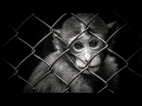 How To Escape Wage Slavery