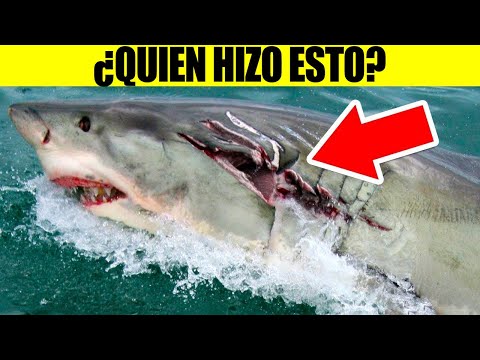 Los Depredadores Más Feroces Le Temen A Estos Animales