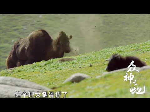 打不过就加入 野牦牛的江湖地位不保？《众神之地 The king's terrotory》| China Zone - 纪录片