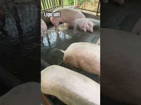 Pagpapaligo sa future inahin! #piggery #inahingbaboy #pig #shorts