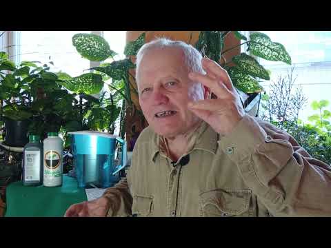 Как и почему вместо сыворотки стоит применять живую воду и АКЧ из щепы. Но по Распопову.