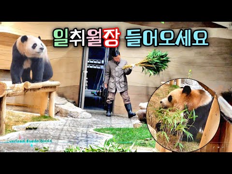 용기백배 장족의 발전을 거듭하는 루이바오 후이바오 미니정원 서리하고 플레이봉 접수 완료