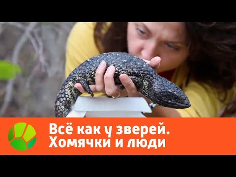Все как у зверей. Хомячки и люди | Живая Планета