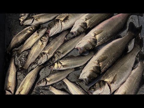 A magical moment! My day has finally arrived! Sea bass fishing in Montenegro.