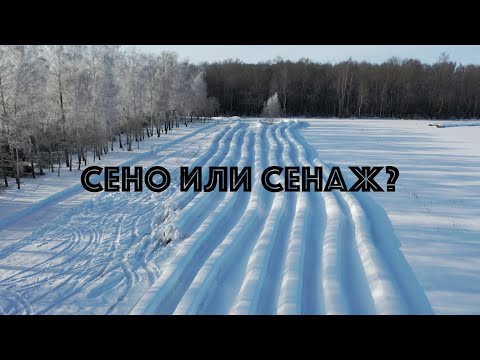 Сено или сенаж - выбираем!