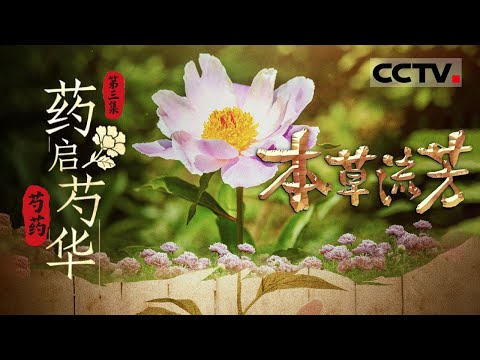 《本草流芳》03 药启芍华：芍药的历史与价值 中医药草的智慧与传承【CCTV纪录】