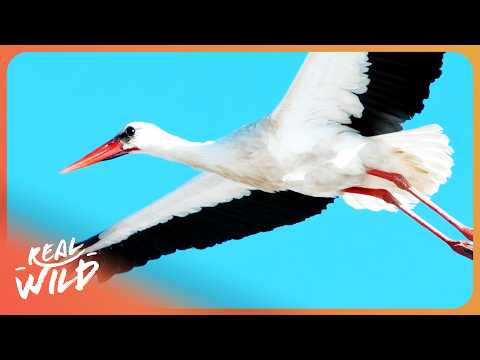 Billions Lost Overnight: The Mystery of the Vanishing Birds