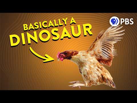 How Feathered Dinosaurs Accidentally Invented Flight (We Tested It!)