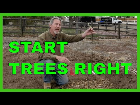 How to Plant and Prune Fruit Trees