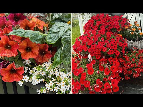 2023 МОИ ПЕТУНИИ,КАЛИБРАХОА/ПЕТХОА/МИКСЫ ❤️ОТ ПОСАДКИ ДО ПЫШНОГО ЦВЕТЕНИЯ! ПОКАЗАЛА ОГОРОД И ТЕПЛИЦУ