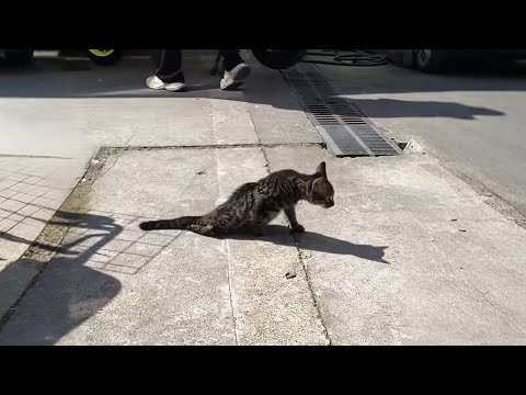 Ugh, I didn't want to save you, but I just couldn't stand by and watch!