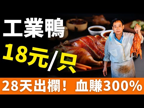 曝光！街頭烤鴨！18元一只！工業化速成：28天出欄+18個月冷凍肉，靠保水劑、嫩肉粉「回春」！批發價僅8元卻偽裝現烤，利潤高達300%！肉鴨產業鏈背後的恐怖真相：「零整比」竟比奔馳還高！