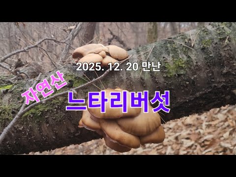 There are still plenty of wild oyster mushrooms in the mountains!!! (2025. 12. 20)