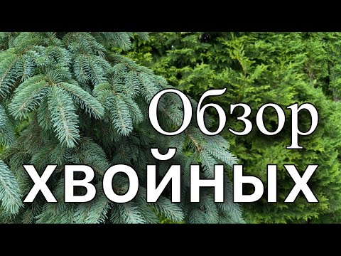 БОЛЬШОЙ обзор ХВОЙНЫХ Ели Сосны Туи Можжевельники Лиственница