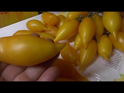 Томат Цыпочка реабилитирован. Подробный обзор томата Цыпочка в теплице и дегустация спелых плодов.