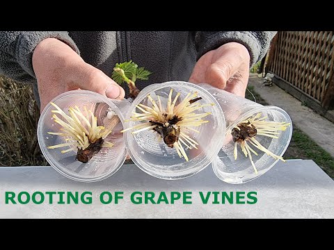 Rooting of Cuttings of Vines in Air and Water