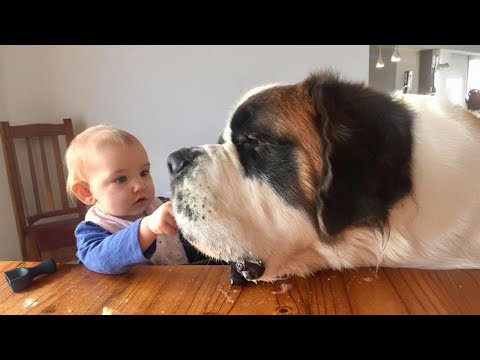 When Big Dogs Become the Sweetest Babysitters | Dog and Baby Videos